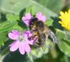 Andrena sp.
